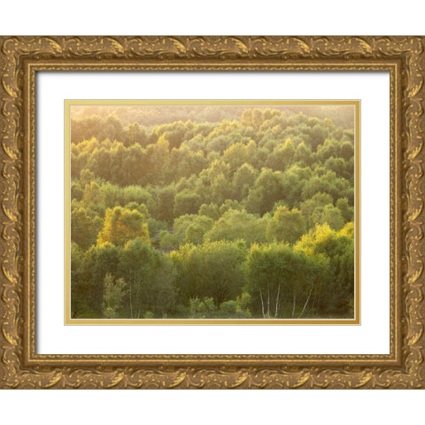Tree tops at dusk Gold Ornate Wood Framed Art Print with Double Matting by Frank, Assaf