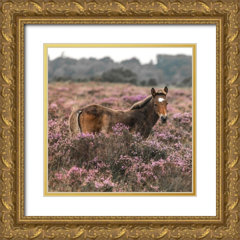 Wild Horse-New Forest Gold Ornate Wood Framed Art Print with Double Matting by Frank, Assaf