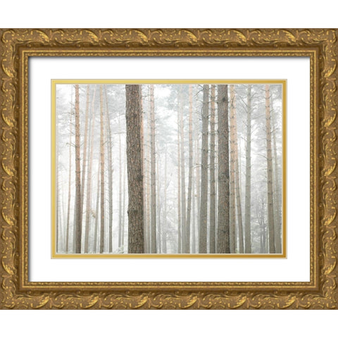 Tree trunks in frorest Gold Ornate Wood Framed Art Print with Double Matting by Frank, Assaf
