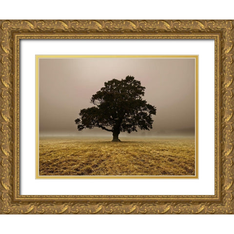 Single Tree in mist and fog Gold Ornate Wood Framed Art Print with Double Matting by Frank, Assaf