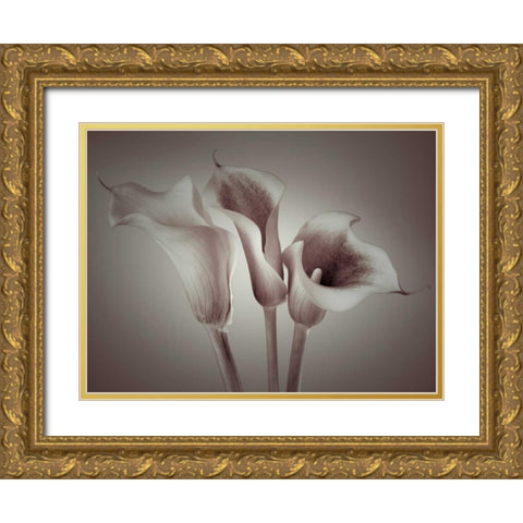 Close-up of three white Calla Lilies, Studio Shot Gold Ornate Wood Framed Art Print with Double Matting by Frank, Assaf