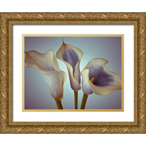 Close-up of three white Calla Lilies, Studio Shot Gold Ornate Wood Framed Art Print with Double Matting by Frank, Assaf