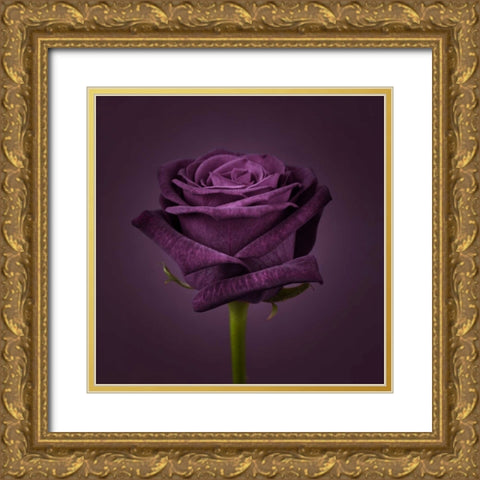 Single rose flower close-up Gold Ornate Wood Framed Art Print with Double Matting by Frank, Assaf