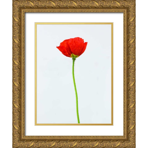Single poppy flower Gold Ornate Wood Framed Art Print with Double Matting by Frank, Assaf