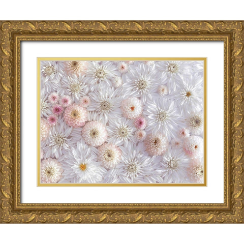 Dahlia flowers Gold Ornate Wood Framed Art Print with Double Matting by Frank, Assaf