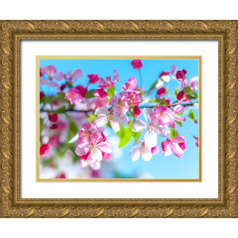 Cherry Blossom flowers Gold Ornate Wood Framed Art Print with Double Matting by Frank, Assaf