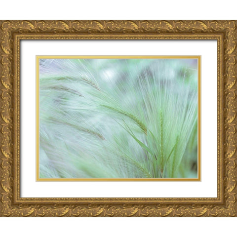 Wild grass Foxtail Barley Gold Ornate Wood Framed Art Print with Double Matting by Frank, Assaf