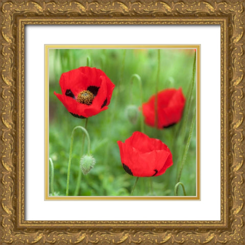 Fresh Poppies in garden Gold Ornate Wood Framed Art Print with Double Matting by Frank, Assaf