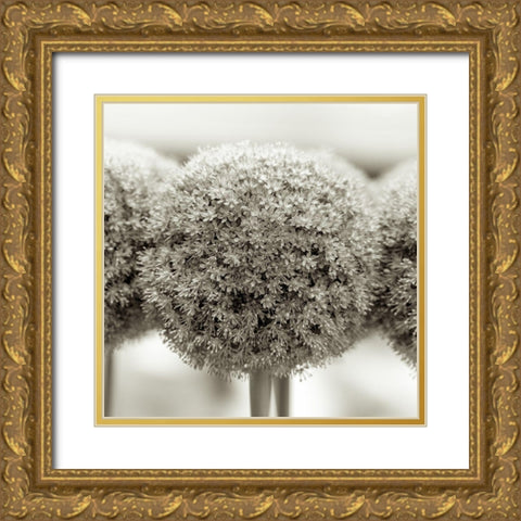Allium flowers Gold Ornate Wood Framed Art Print with Double Matting by Frank, Assaf