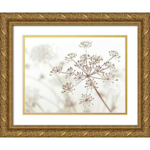 Cow parsley flower Gold Ornate Wood Framed Art Print with Double Matting by Frank, Assaf