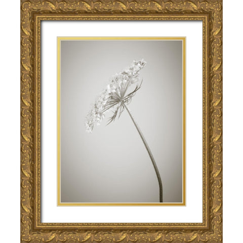Cow parsley flower Gold Ornate Wood Framed Art Print with Double Matting by Frank, Assaf