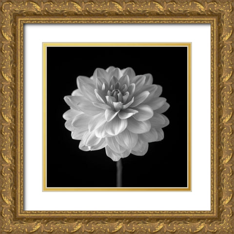 Dahlia flower on black background Gold Ornate Wood Framed Art Print with Double Matting by Frank, Assaf