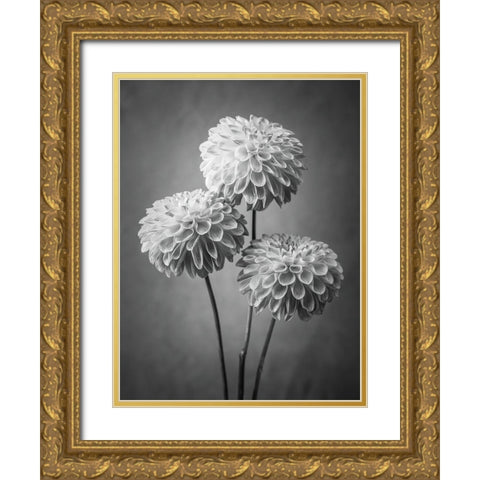 Three Dahlia flowers Gold Ornate Wood Framed Art Print with Double Matting by Frank, Assaf
