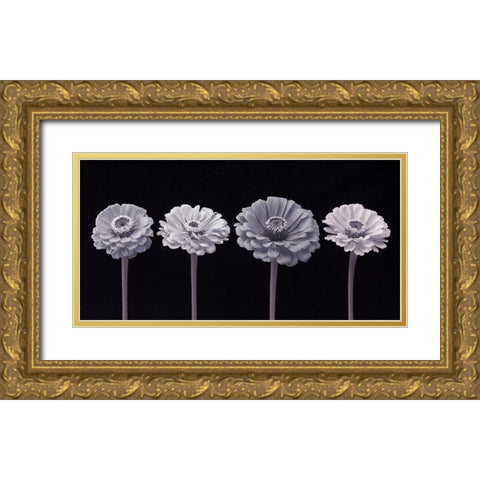 Four Zinnia flowers in a row Gold Ornate Wood Framed Art Print with Double Matting by Frank, Assaf