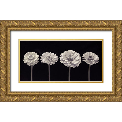 Four Zinnia flowers in a row Gold Ornate Wood Framed Art Print with Double Matting by Frank, Assaf