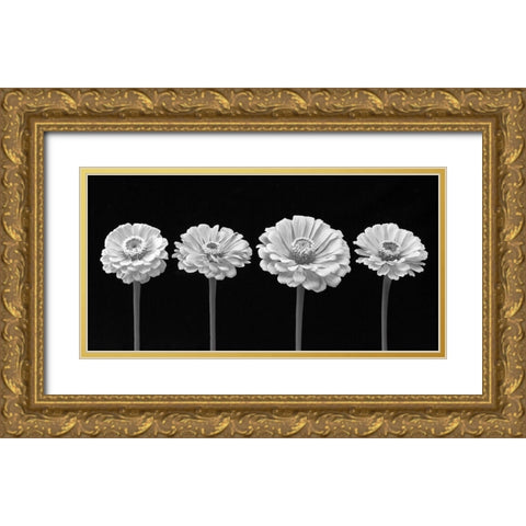 Four Zinnia flowers in a row Gold Ornate Wood Framed Art Print with Double Matting by Frank, Assaf