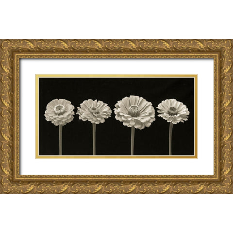 Four Zinnia flowers in a row Gold Ornate Wood Framed Art Print with Double Matting by Frank, Assaf
