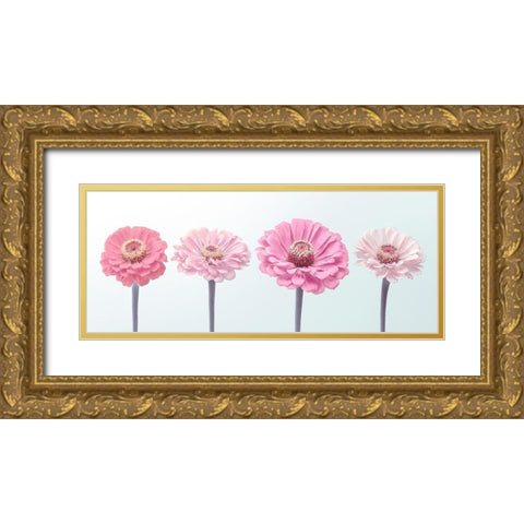 Four Zinnias in a row, FTBR-1898 Gold Ornate Wood Framed Art Print with Double Matting by Frank, Assaf