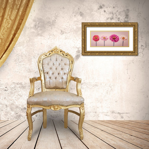 Four Zinnias in a row, FTBR-1899 Gold Ornate Wood Framed Art Print with Double Matting by Frank, Assaf