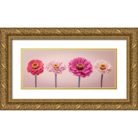 Four Zinnias in a row, FTBR-1899 Gold Ornate Wood Framed Art Print with Double Matting by Frank, Assaf