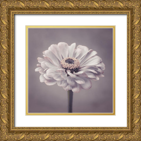 Zinnia flower Gold Ornate Wood Framed Art Print with Double Matting by Frank, Assaf
