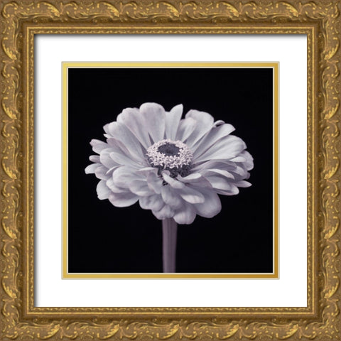 Zinnia flower Gold Ornate Wood Framed Art Print with Double Matting by Frank, Assaf