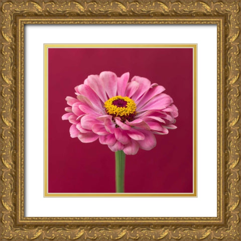 Fresh Zinnia flower Gold Ornate Wood Framed Art Print with Double Matting by Frank, Assaf