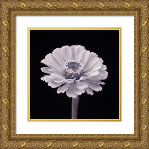 Zinnia flower Gold Ornate Wood Framed Art Print with Double Matting by Frank, Assaf