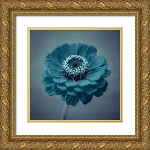 Fresh Zinnia flower Gold Ornate Wood Framed Art Print with Double Matting by Frank, Assaf