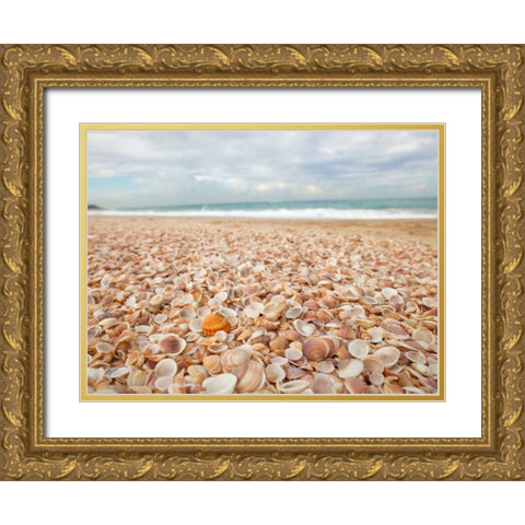 Sea shells on the beach Gold Ornate Wood Framed Art Print with Double Matting by Frank, Assaf