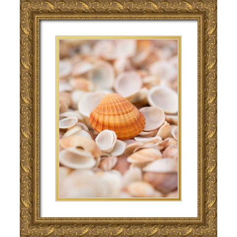 Sea shells on the beach Gold Ornate Wood Framed Art Print with Double Matting by Frank, Assaf