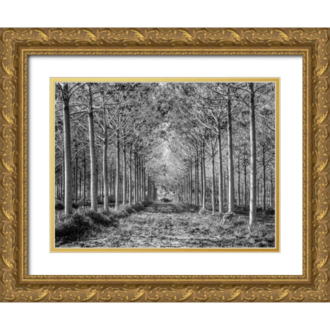 Pathway through trees in forest Gold Ornate Wood Framed Art Print with Double Matting by Frank, Assaf