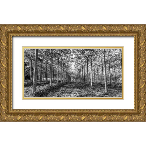 Pathway through trees in forest Gold Ornate Wood Framed Art Print with Double Matting by Frank, Assaf