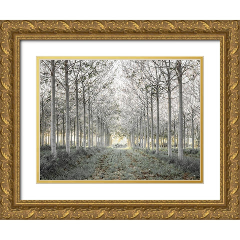 Pathway through trees in forest, FTBR-1833 Gold Ornate Wood Framed Art Print with Double Matting by Frank, Assaf