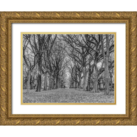 Rows of trees in Central park, New York Gold Ornate Wood Framed Art Print with Double Matting by Frank, Assaf