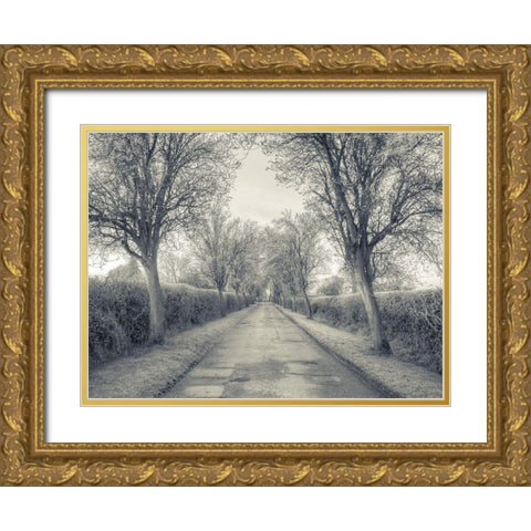 Road through trees, FTBR-1911 Gold Ornate Wood Framed Art Print with Double Matting by Frank, Assaf