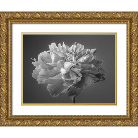 Peony flower Gold Ornate Wood Framed Art Print with Double Matting by Frank, Assaf