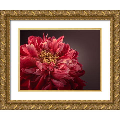 Peony flower Gold Ornate Wood Framed Art Print with Double Matting by Frank, Assaf