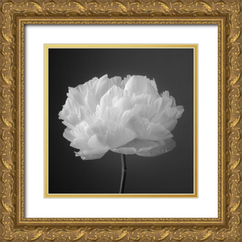 Peony flower Gold Ornate Wood Framed Art Print with Double Matting by Frank, Assaf