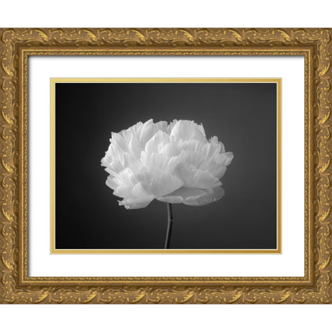 Peony flower Gold Ornate Wood Framed Art Print with Double Matting by Frank, Assaf