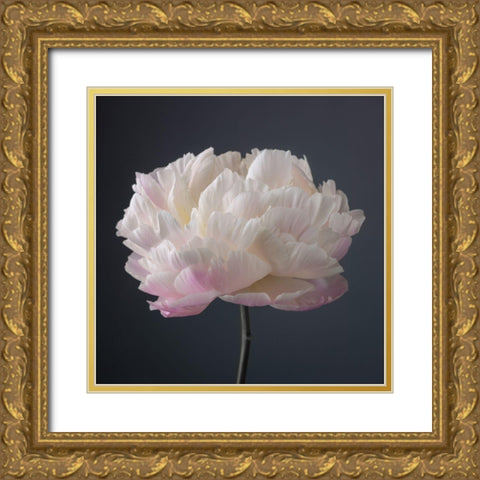 Peony flower Gold Ornate Wood Framed Art Print with Double Matting by Frank, Assaf