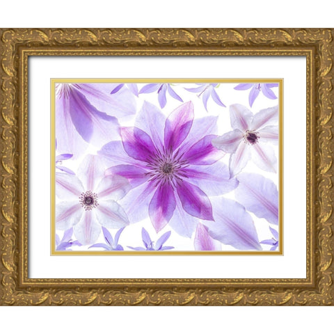 Clematis flowers Gold Ornate Wood Framed Art Print with Double Matting by Frank, Assaf