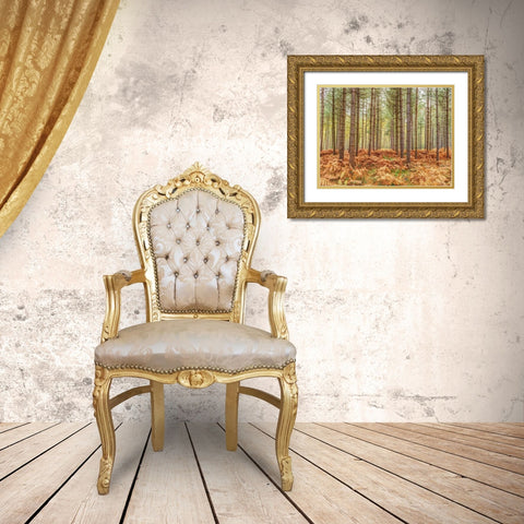 Tall trees in Autumn forest Gold Ornate Wood Framed Art Print with Double Matting by Frank, Assaf