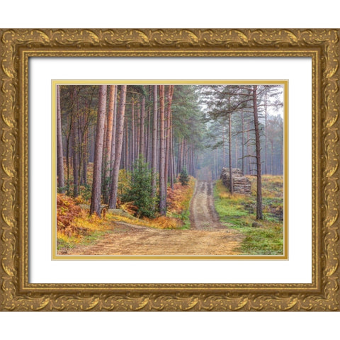 Road through Autumn forest Gold Ornate Wood Framed Art Print with Double Matting by Frank, Assaf