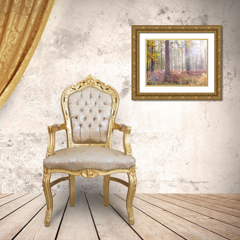 Sun rays in forest Gold Ornate Wood Framed Art Print with Double Matting by Frank, Assaf