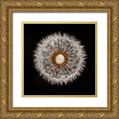 Dandelion Clock over black background Gold Ornate Wood Framed Art Print with Double Matting by Frank, Assaf