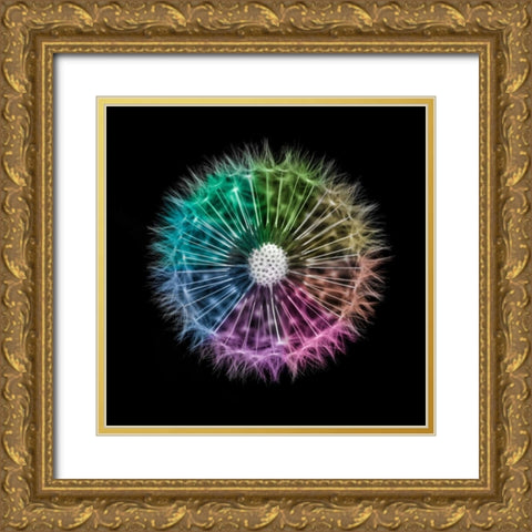 Dandelion Clock over black background Gold Ornate Wood Framed Art Print with Double Matting by Frank, Assaf