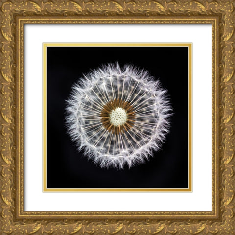 Dandelion Clock Gold Ornate Wood Framed Art Print with Double Matting by Frank, Assaf