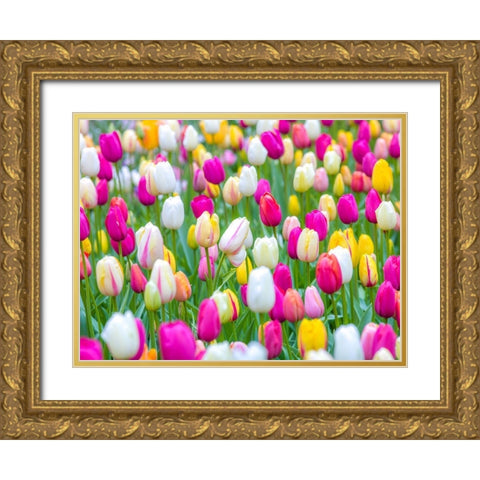 Tulips in garden Gold Ornate Wood Framed Art Print with Double Matting by Frank, Assaf