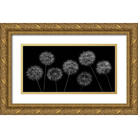 Dandelion flowers over black background Gold Ornate Wood Framed Art Print with Double Matting by Frank, Assaf